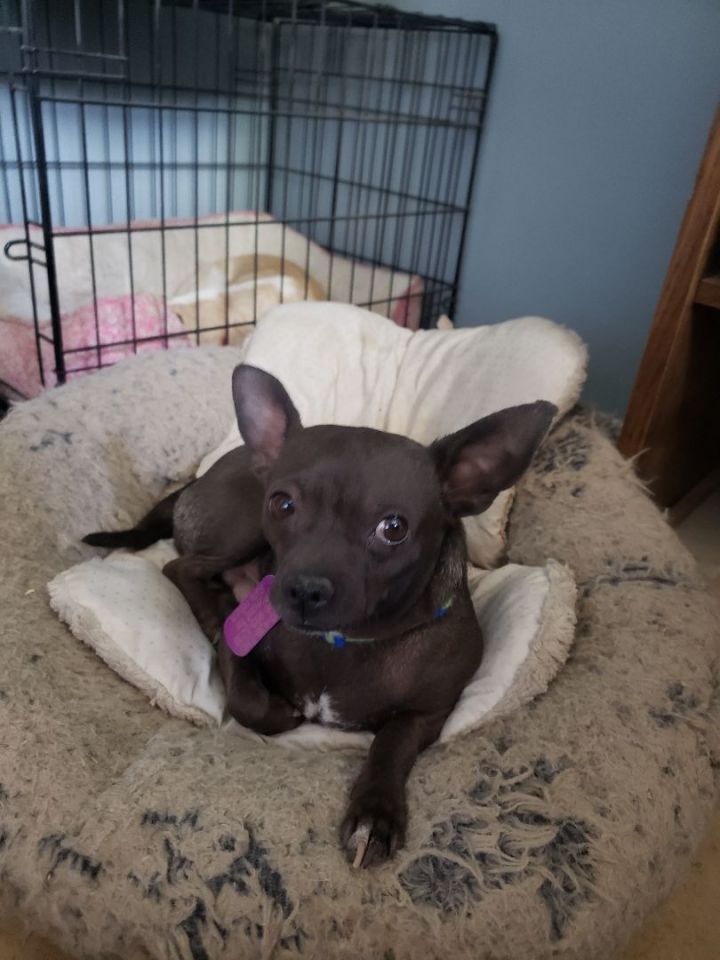 RAZZLE, an adoptable Chihuahua in Phoenix, AZ_image-4