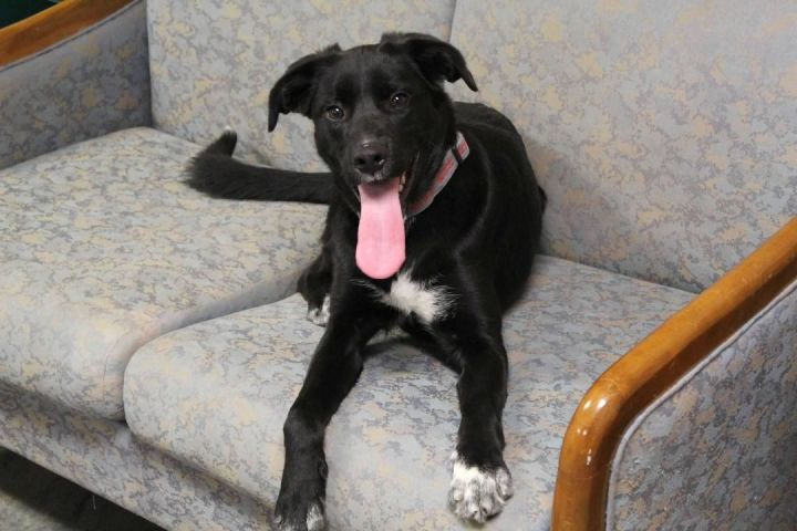 Hatti, an adoptable Border Collie Mix in Pierre, SD_image-2