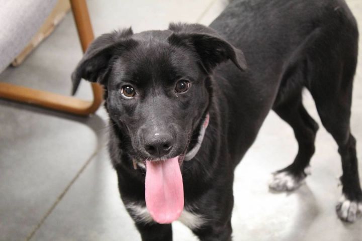 Hatti, an adoptable Border Collie Mix in Pierre, SD_image-3