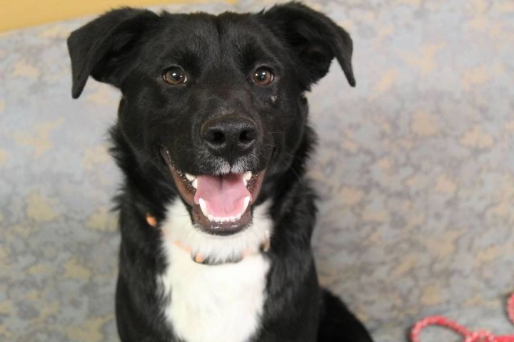 Sampson, an adoptable Border Collie Mix in Pierre, SD_image-1