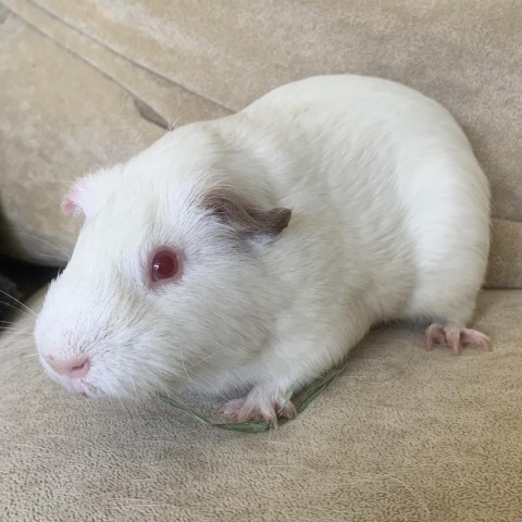Jerry, an adoptable Guinea Pig in Miami, FL_image-1