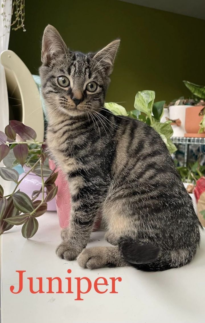 Juniper, an adopted Tabby & Domestic Short Hair Mix in Charlotte, NC_image-1