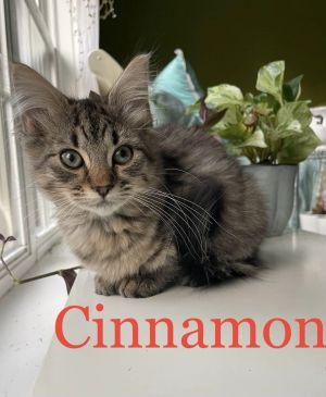 Cinnamon