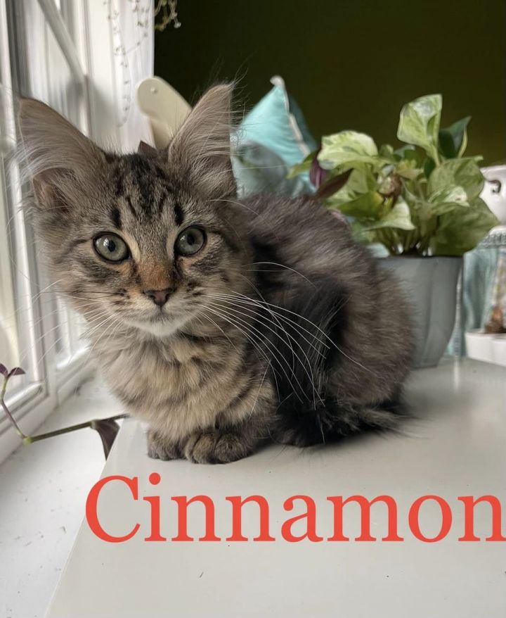 Cinnamon 1