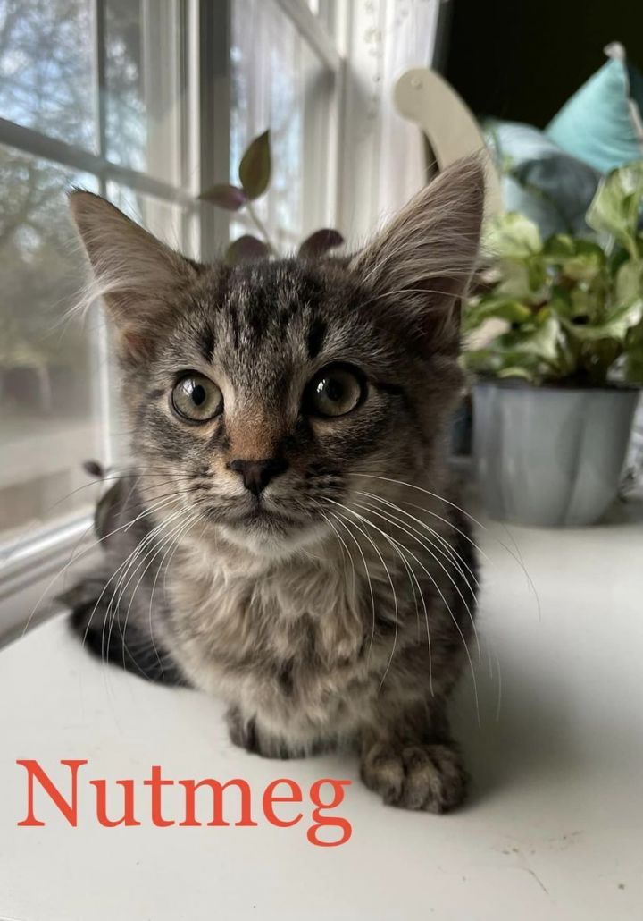 Nutmeg, an adopted Domestic Long Hair & Tabby Mix in Charlotte, NC_image-1