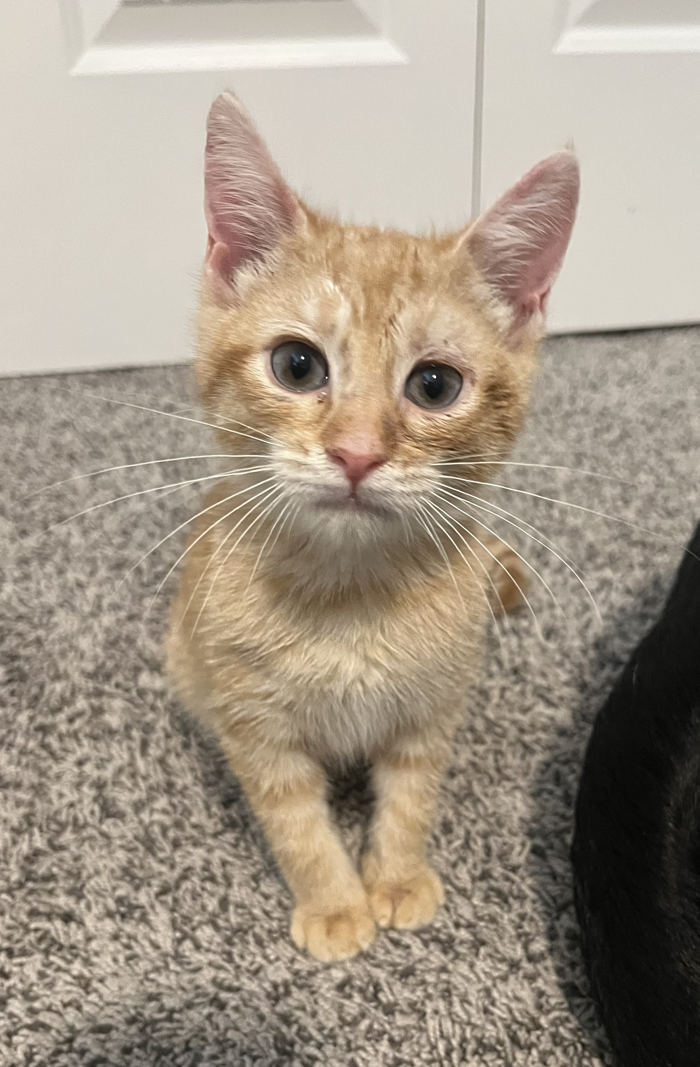 Spunk, an adoptable Domestic Short Hair in Castle Dale, UT, 84513 | Photo Image 1