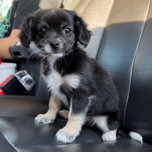 Small dog breeds for adoption hot sale near me