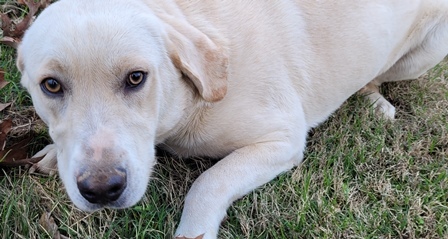 売れ筋がひ新作！ 【美品】Labrador ラブラドール レッキスファー 毛皮