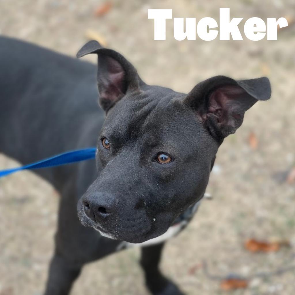 Tucker detail page