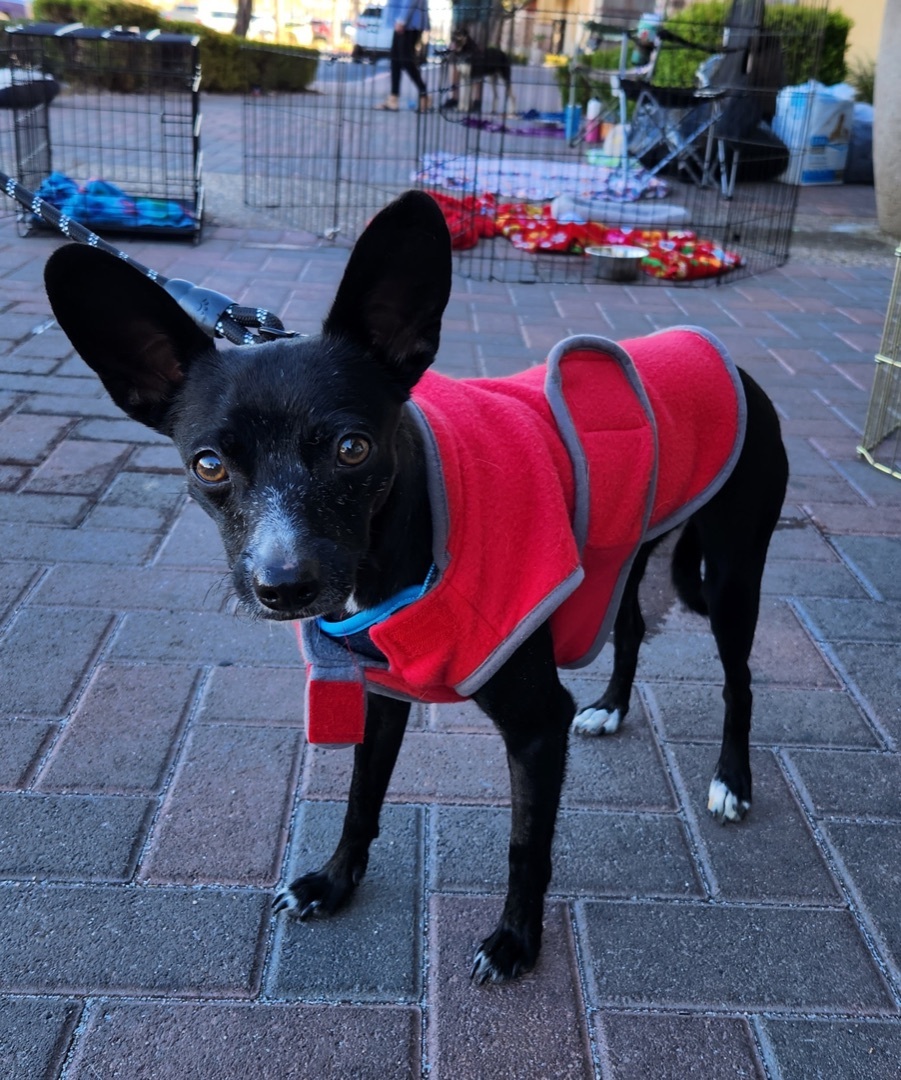 KING JULIEN (KJ), an adoptable Chihuahua in Las Vegas, NV, 89147 | Photo Image 2