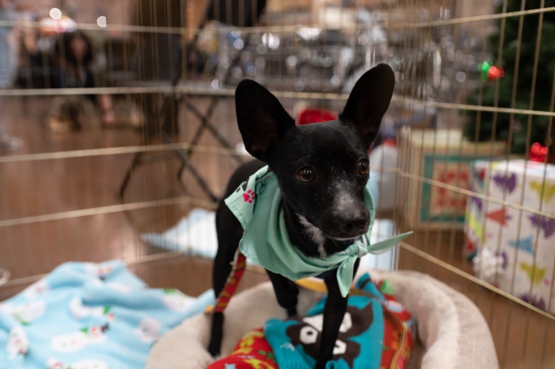 KING JULIEN (KJ), an adoptable Chihuahua in Las Vegas, NV, 89147 | Photo Image 3