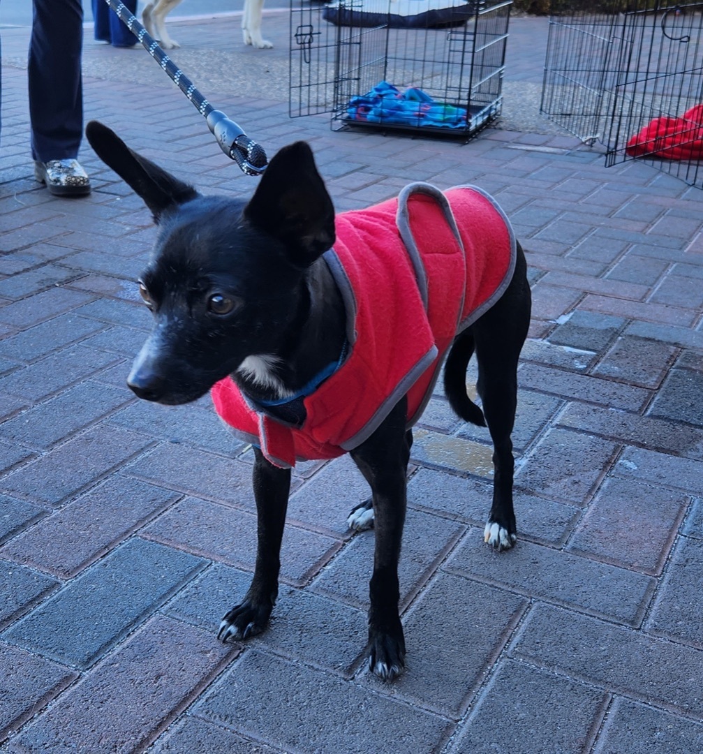 KING JULIEN (KJ), an adoptable Chihuahua in Las Vegas, NV, 89147 | Photo Image 4