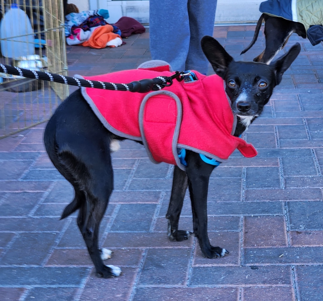 KING JULIEN (KJ), an adoptable Chihuahua in Las Vegas, NV, 89147 | Photo Image 5