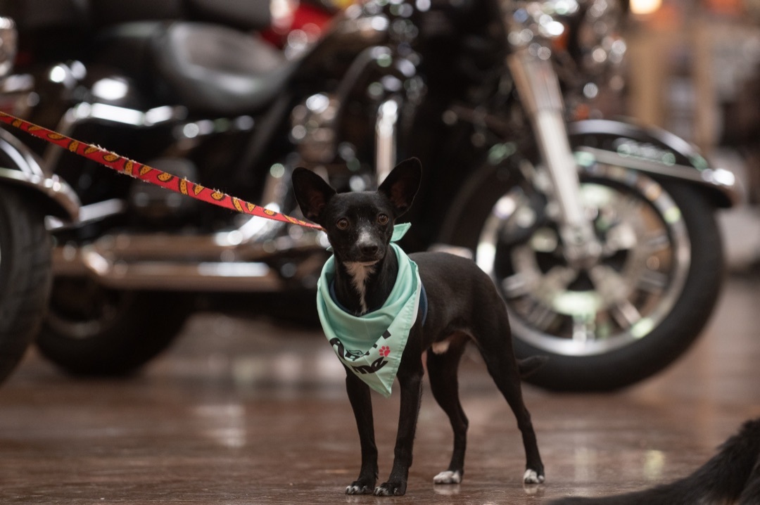 KING JULIEN (KJ), an adoptable Chihuahua in Las Vegas, NV, 89147 | Photo Image 6