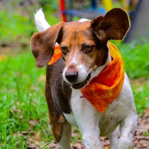 My name is Copper Bleu Im an 8-year-old beagle DOB 09-04-2015 weighing in at 45 pounds and cons