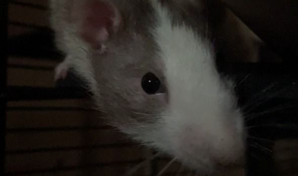 Isaac, an adopted Rat in Lenexa, KS_image-3