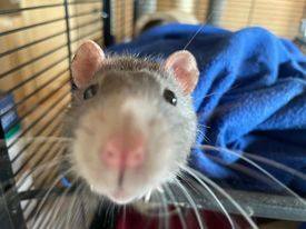 Albert, an adoptable Rat in Lenexa, KS_image-1