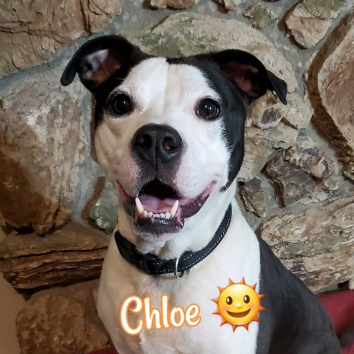 Chloe Sunshine #3177NC, an adoptable Pit Bull Terrier in Maryville, TN_image-3