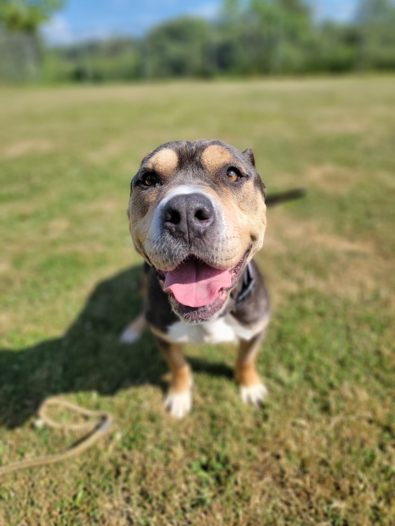 Rosie, an adoptable Pit Bull Terrier in Sprakers, NY, 12166 | Photo Image 2