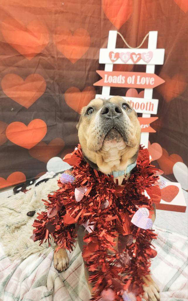 Rosie, an adoptable Pit Bull Terrier in Sprakers, NY, 12166 | Photo Image 3