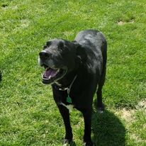 Angus, an adoptable Black Labrador Retriever Mix in greenwood, IN_image-1