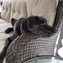 Angus 3