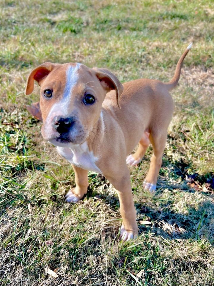 Sophia, an adoptable Pit Bull Terrier Mix in Lexington, KY_image-3