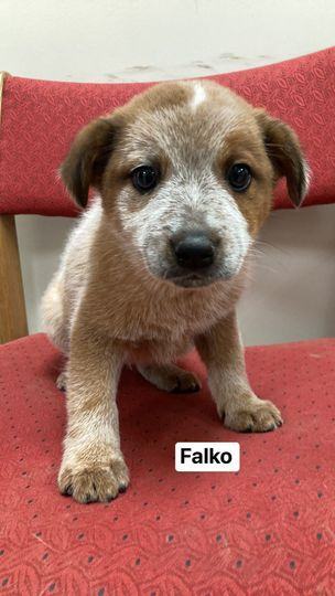 Falko detail page