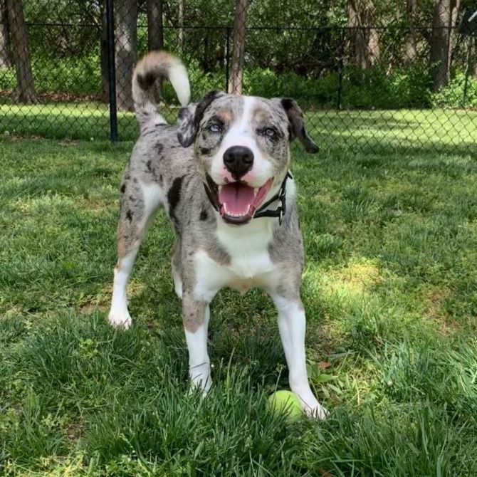 Catahoula and best sale shepherd mix