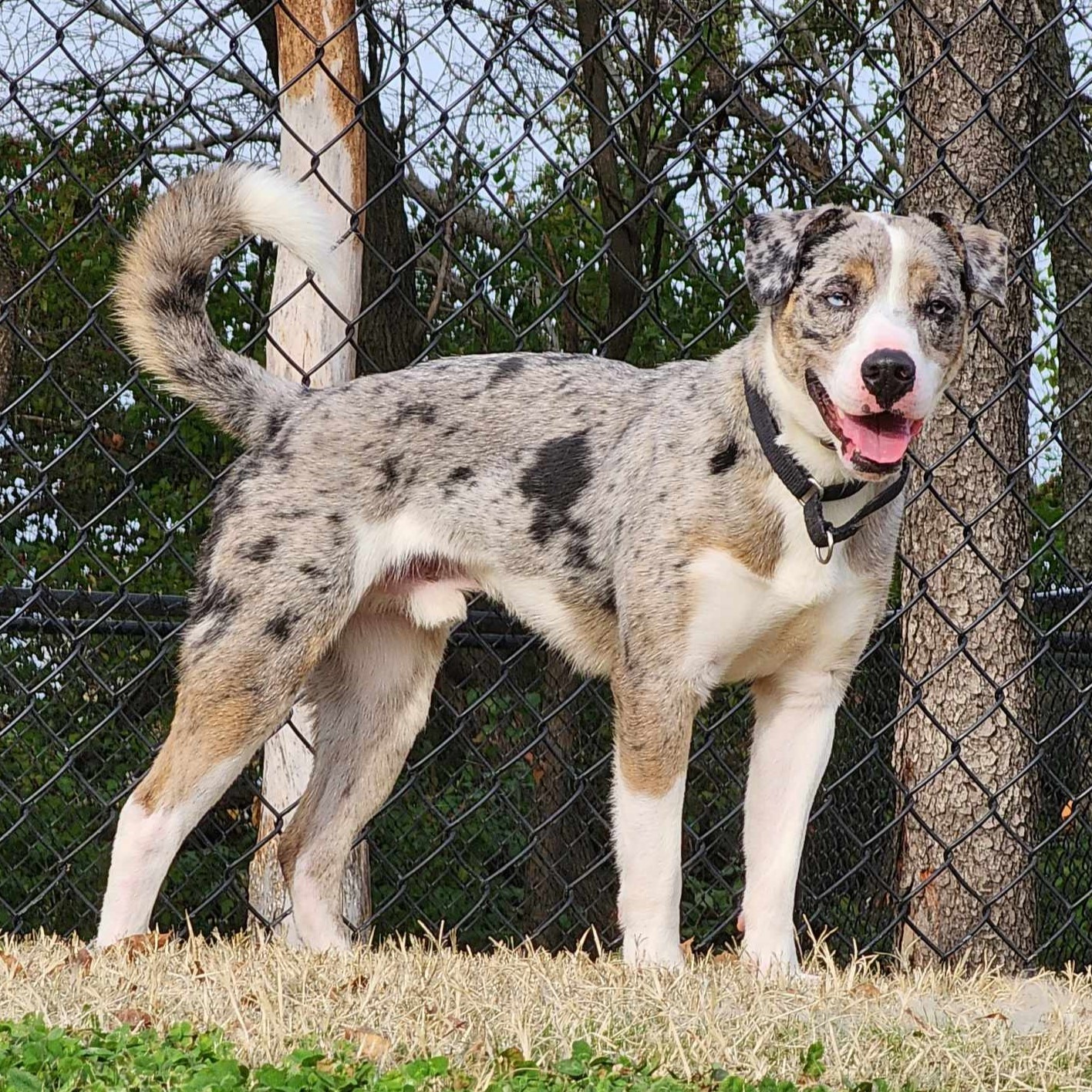 Catahoula leopard best sale australian shepherd mix