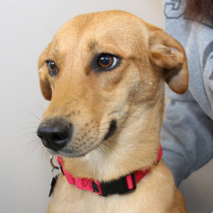 Frutti, an adopted Mixed Breed in Lansing, MI_image-1