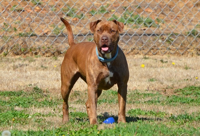 Kissimmee, an adoptable Pit Bull Terrier in Tacoma, WA, 98415 | Photo Image 1