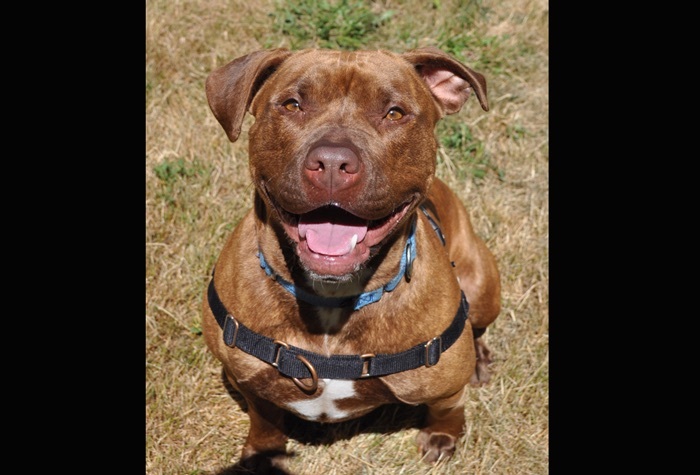 Kissimmee, an adoptable Pit Bull Terrier in Tacoma, WA, 98415 | Photo Image 2