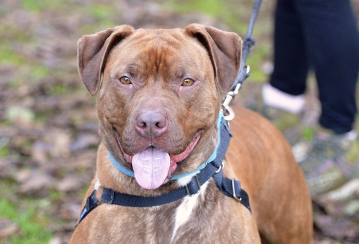 Kissimmee, an adoptable Pit Bull Terrier in Tacoma, WA, 98415 | Photo Image 3