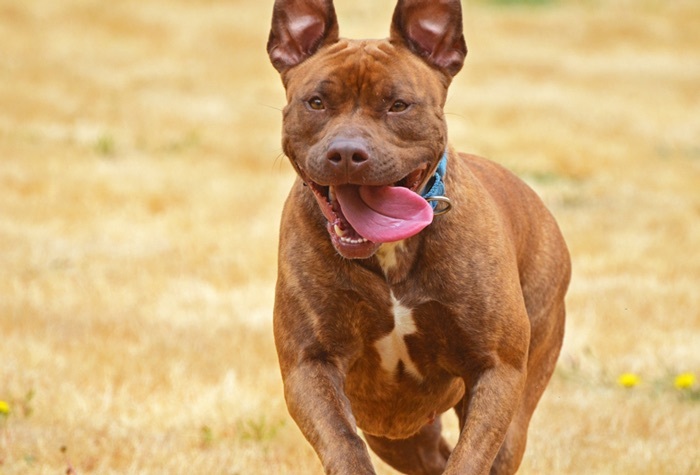 Kissimmee, an adoptable Pit Bull Terrier in Tacoma, WA, 98415 | Photo Image 4