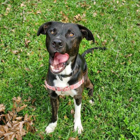 Major, an adoptable Mastiff & Black Labrador Retriever Mix in Lakeland, FL_image-6