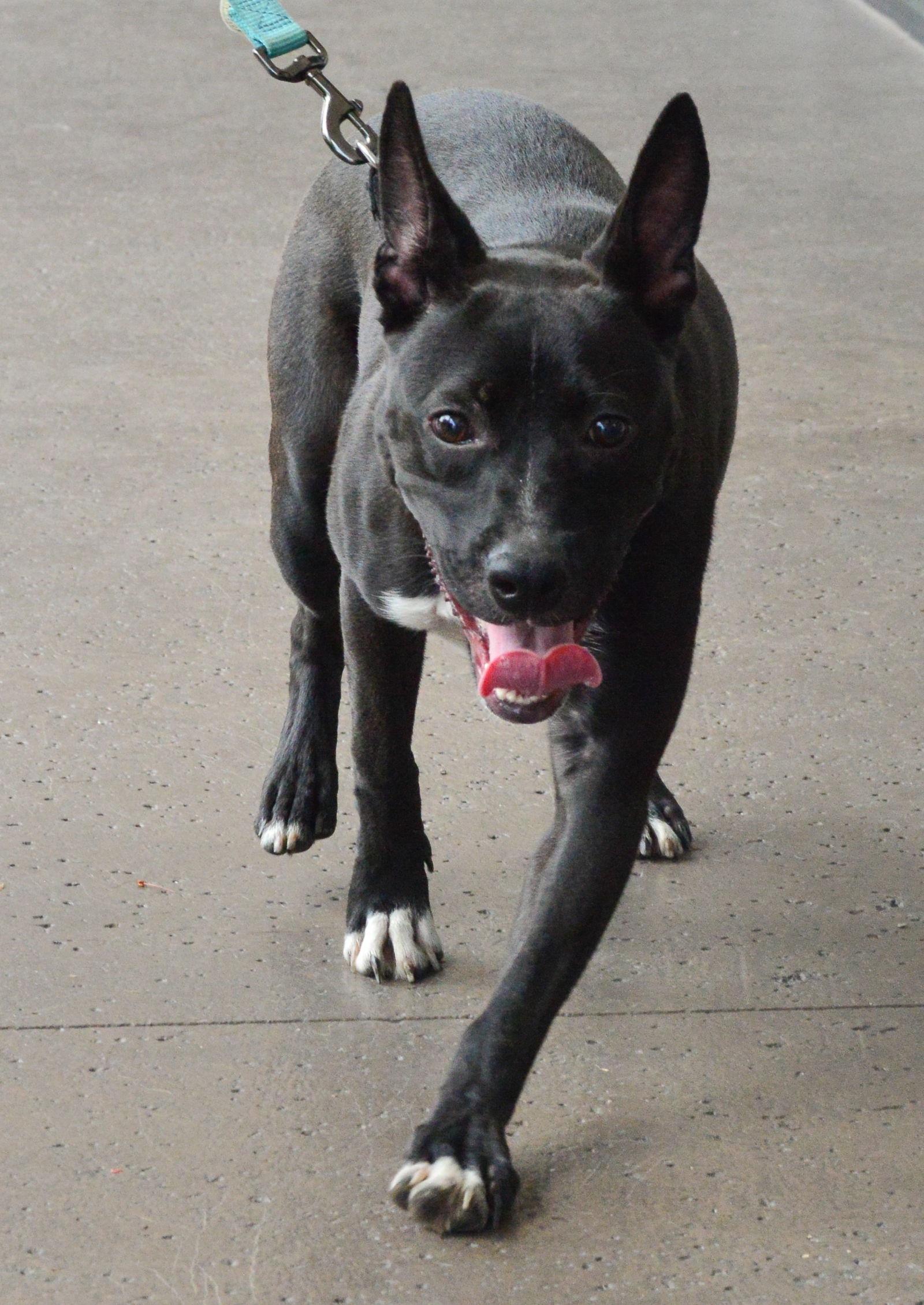Panda, an adoptable Terrier in Royal Palm Beach, FL, 33411 | Photo Image 1