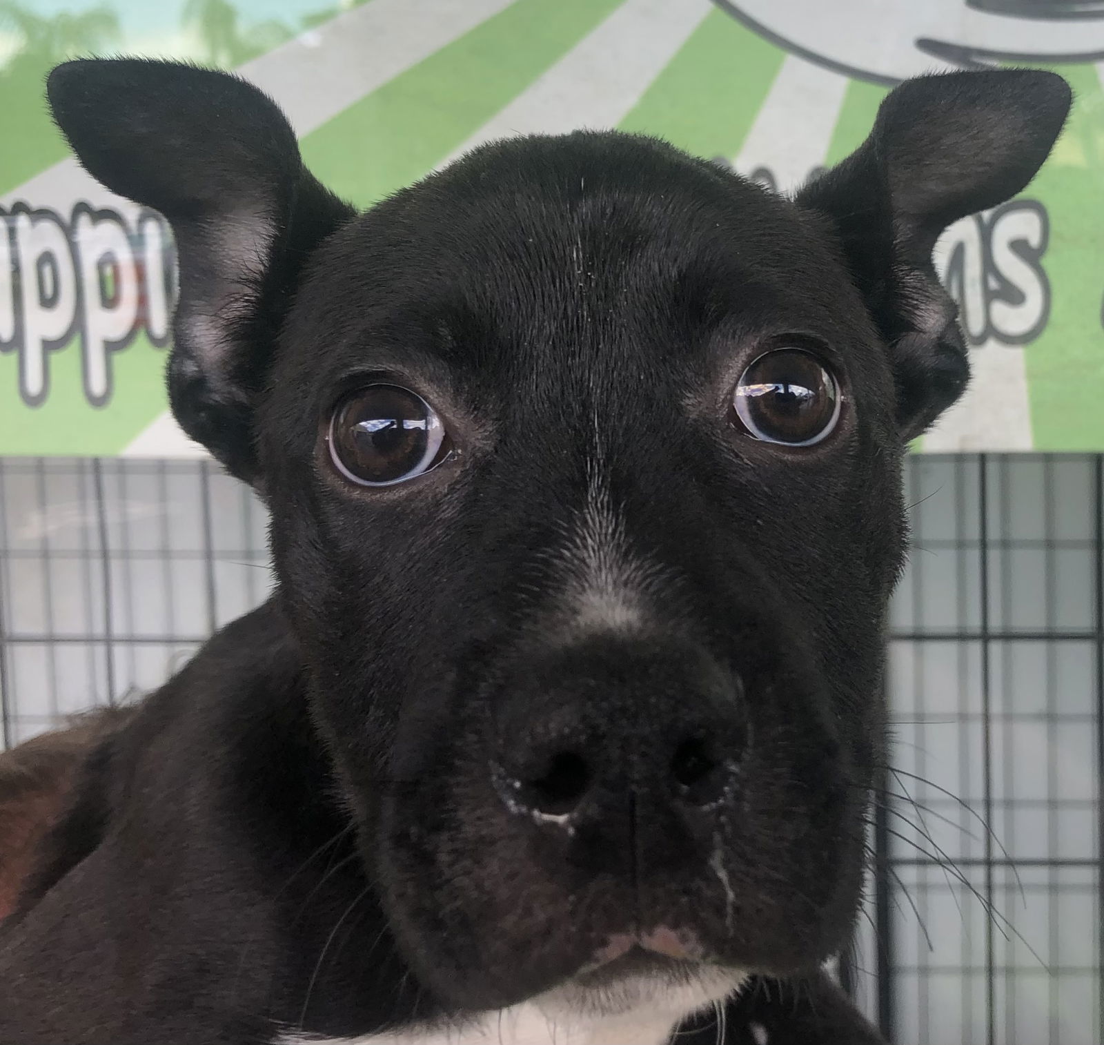 Panda, an adoptable Terrier in Royal Palm Beach, FL, 33411 | Photo Image 2