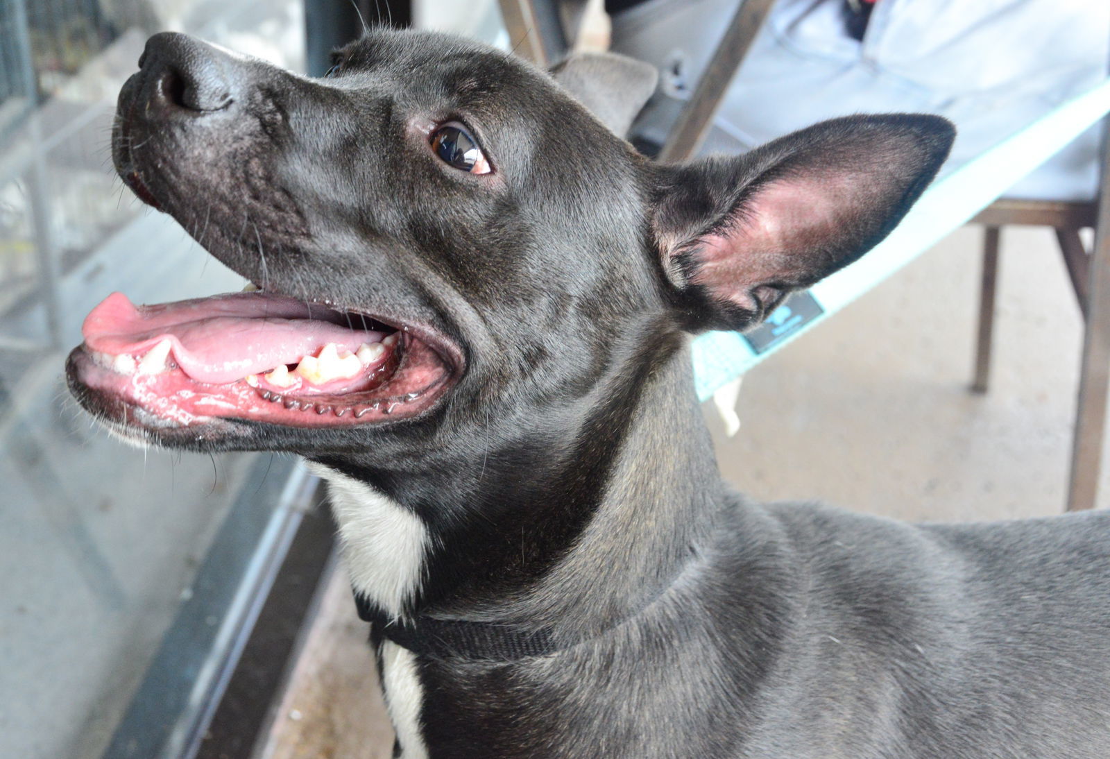 Panda, an adoptable Terrier in Royal Palm Beach, FL, 33411 | Photo Image 3