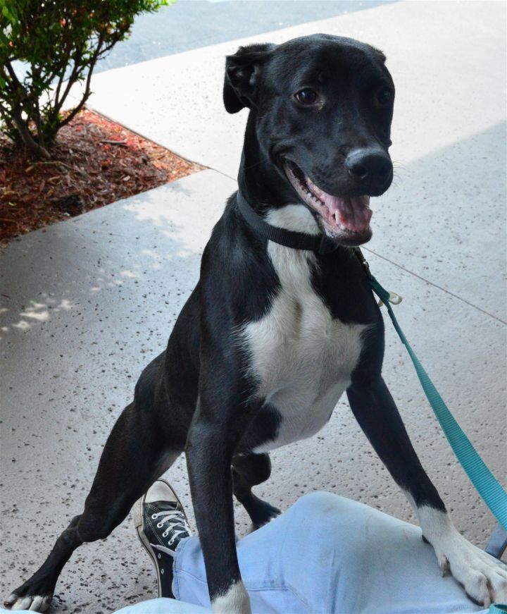 Pacey, an adoptable Terrier Mix in Royal Palm Beach, FL_image-1