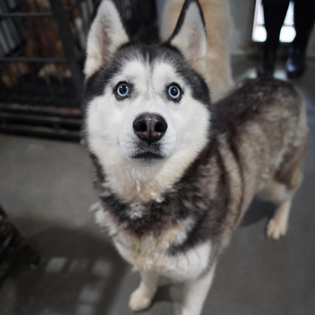 Willow, an adoptable Husky in Eufaula, OK, 74432 | Photo Image 1