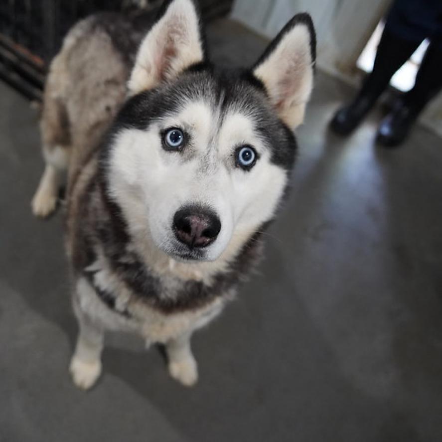 Willow, an adoptable Husky in Eufaula, OK, 74432 | Photo Image 2