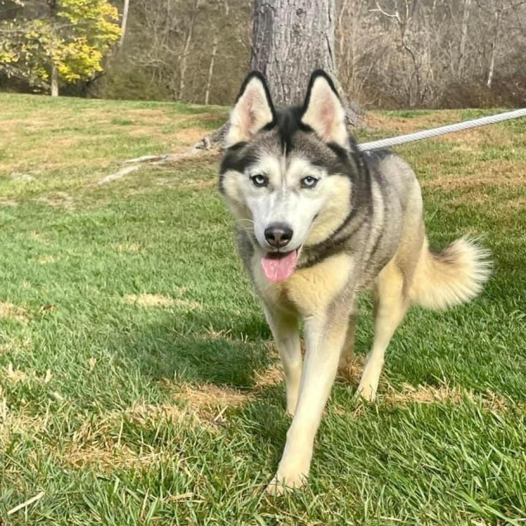 Willow, an adoptable Husky in Eufaula, OK, 74432 | Photo Image 3