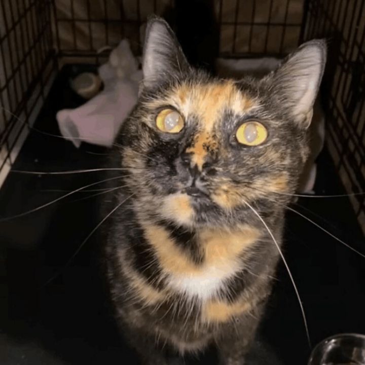 Chrissy, an adoptable Tortoiseshell in Closter, NJ_image-1