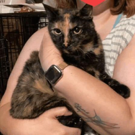 Chrissy, an adoptable Tortoiseshell in Closter, NJ_image-3