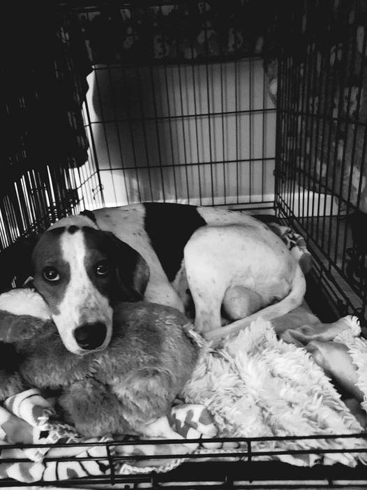 Auntie Em, an adoptable Hound Mix in Carencro, LA_image-6