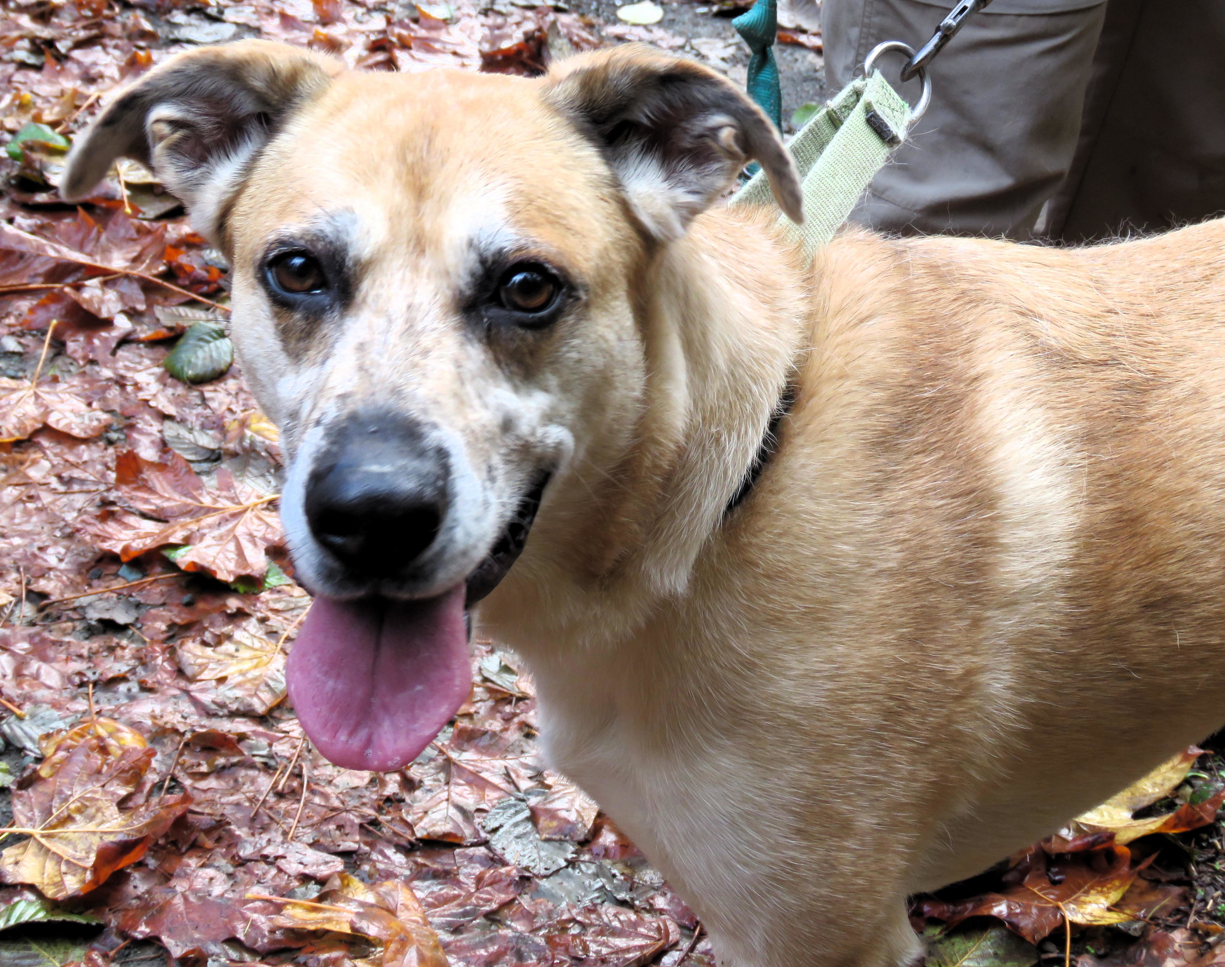 Lollie ( IN FOSTER ), an adoptable Shepherd in Port Angeles, WA, 98363 | Photo Image 2