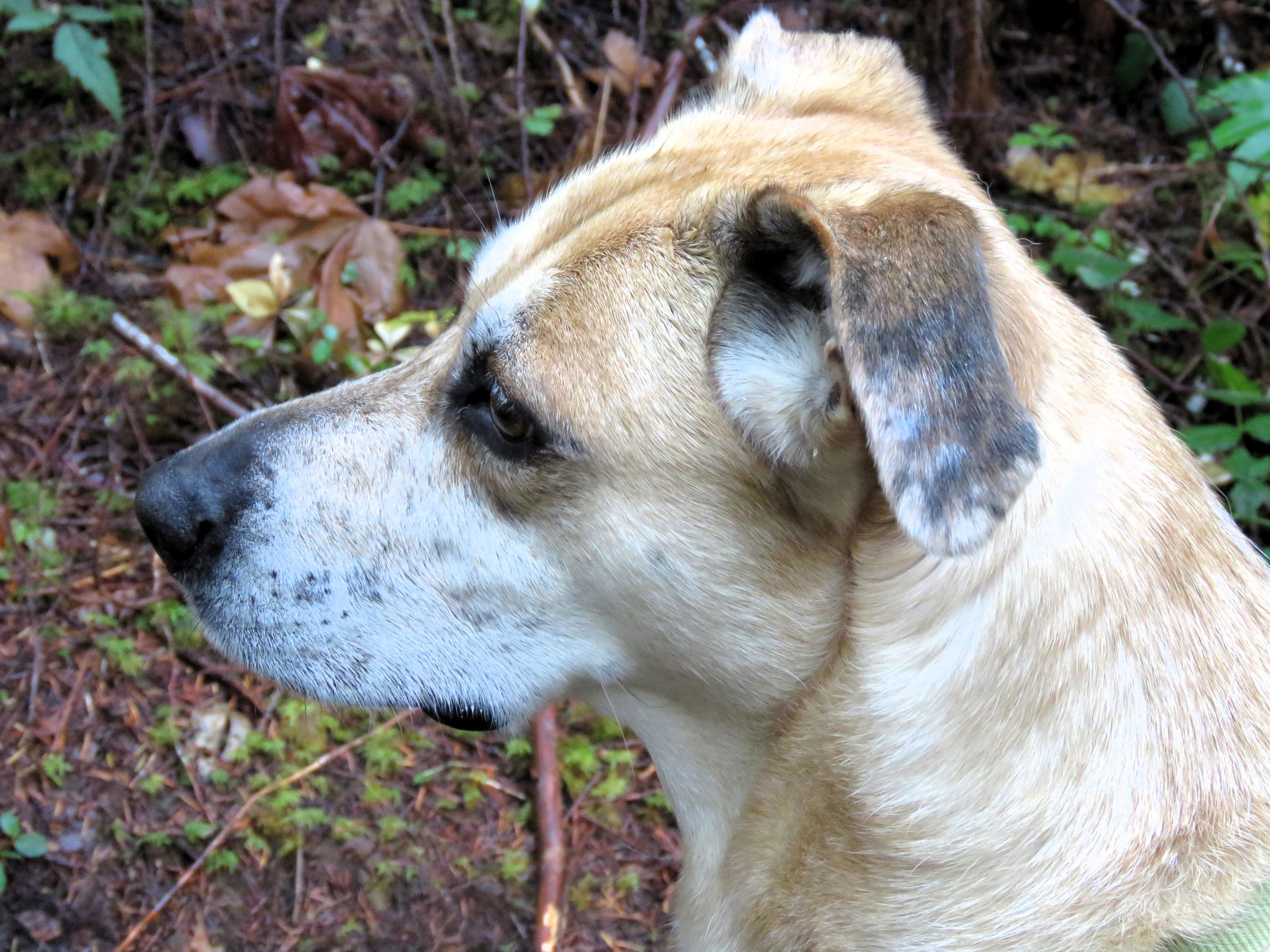 Lollie ( IN FOSTER ), an adoptable Shepherd in Port Angeles, WA, 98363 | Photo Image 3