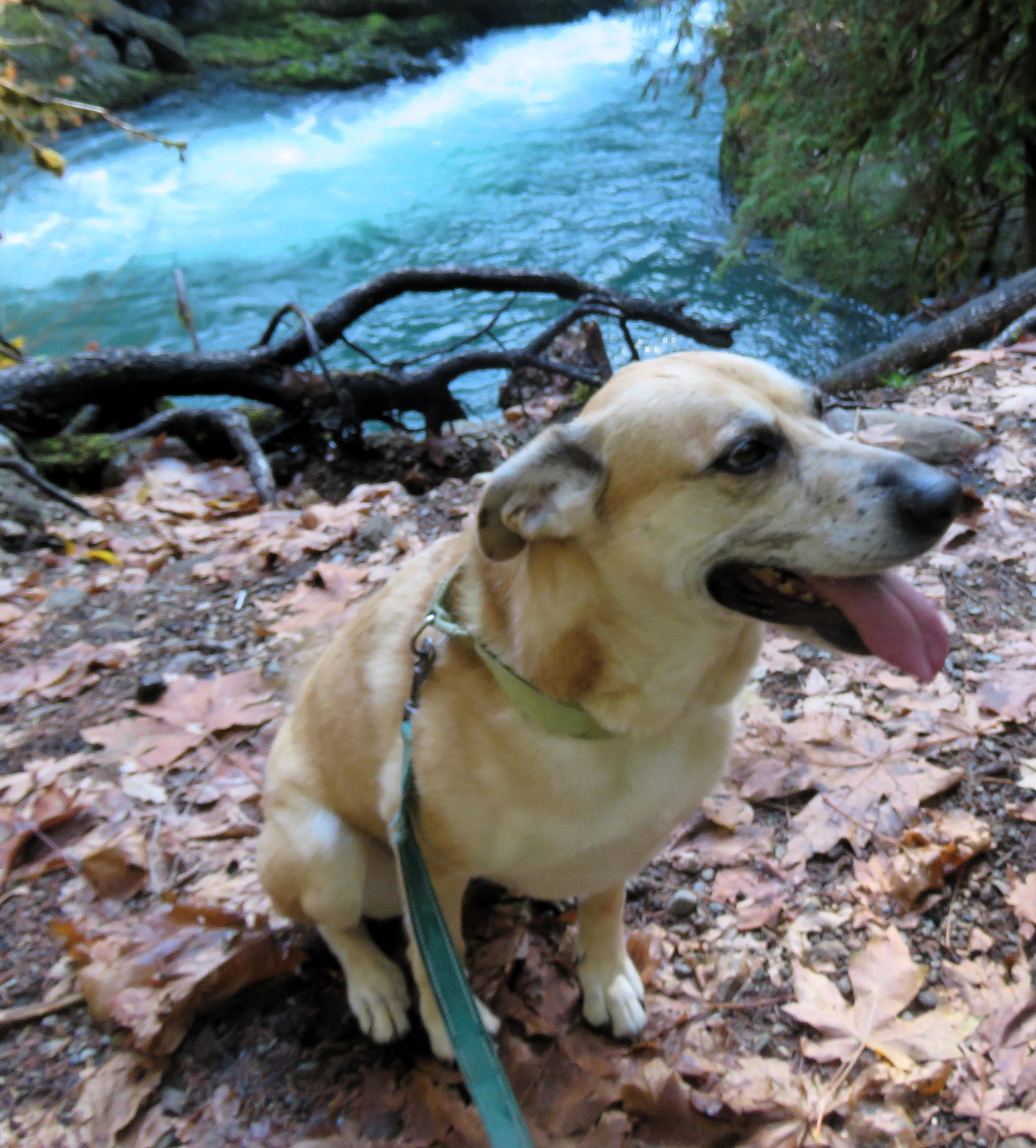 Lollie ( IN FOSTER ), an adoptable Shepherd in Port Angeles, WA, 98363 | Photo Image 4