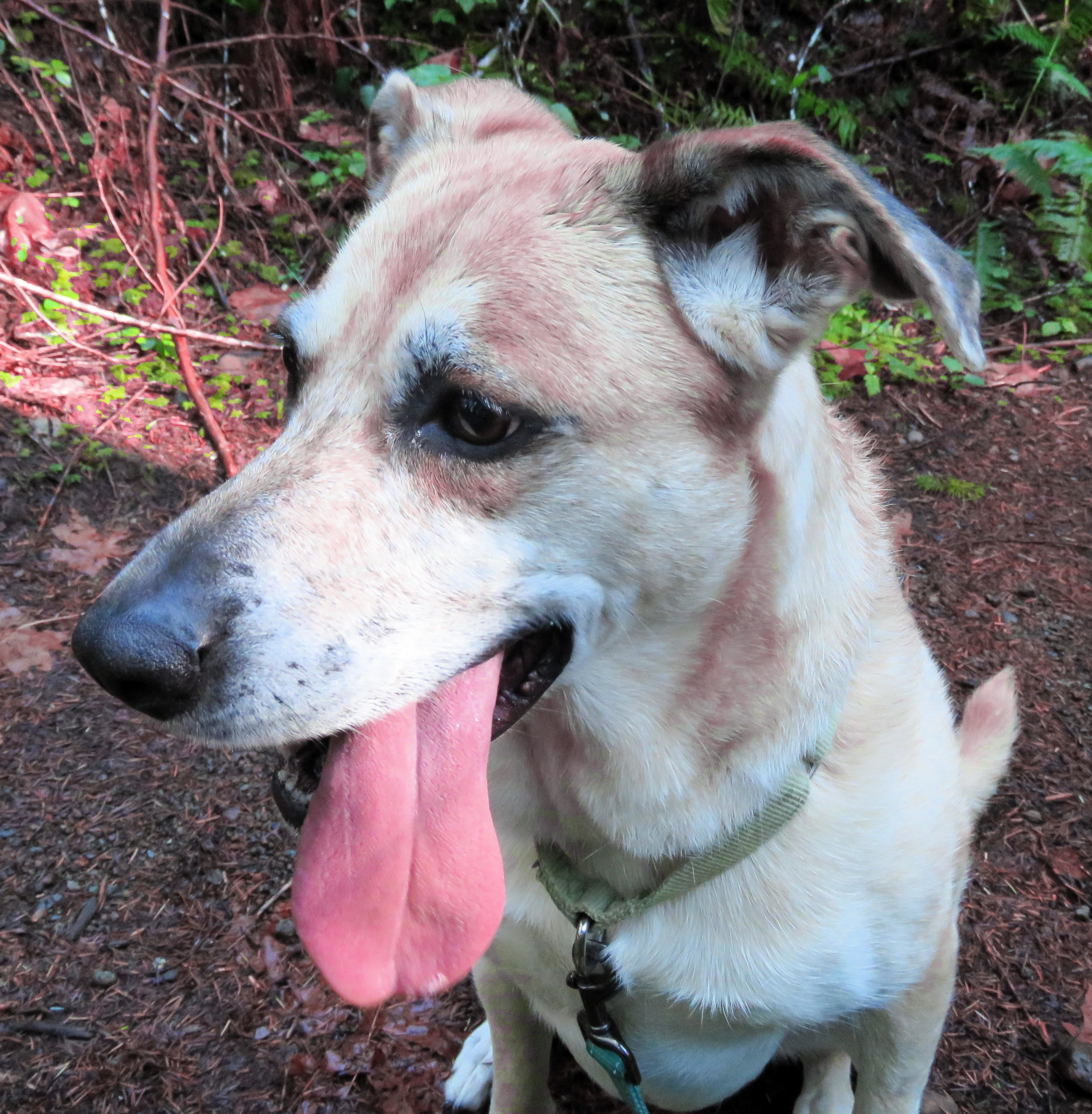 Lollie ( IN FOSTER ), an adoptable Shepherd in Port Angeles, WA, 98363 | Photo Image 5